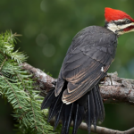 Pileated Woodpecker Species Report