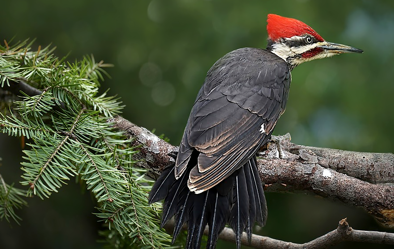 Pileated Woodpecker Species Report
