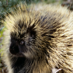 Porcupine Species Report
