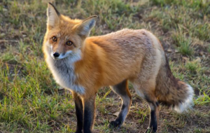 Red Fox Species Report