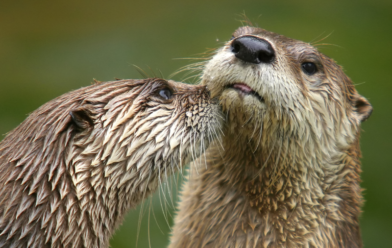 River Otter Species Report