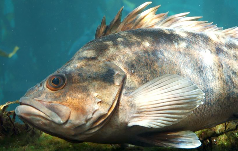 Rockfish Species Report