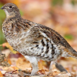 Ruffed Grouse Species Report