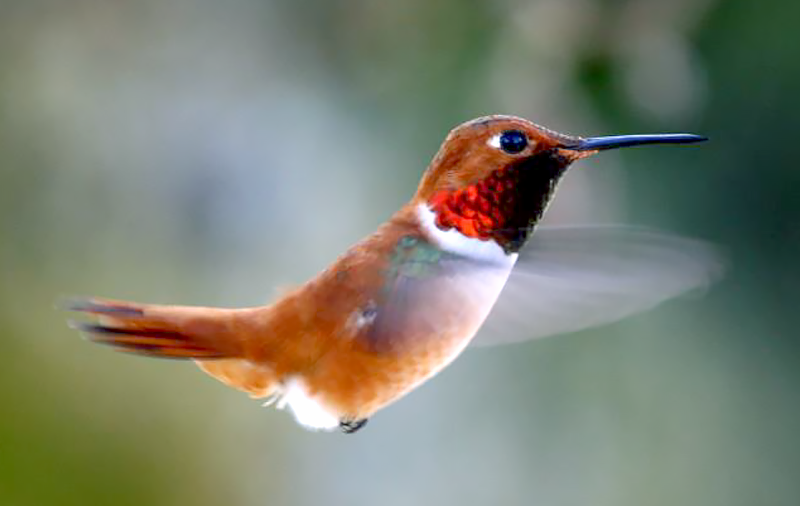 Rufous Hummingbird Species Report