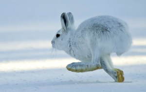 Snowshoe Hare Species Report