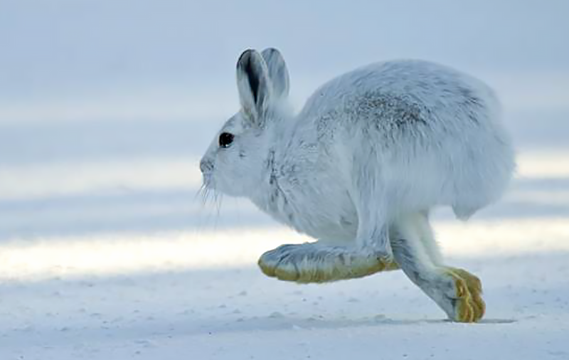 Snowshoe Hare Species Report