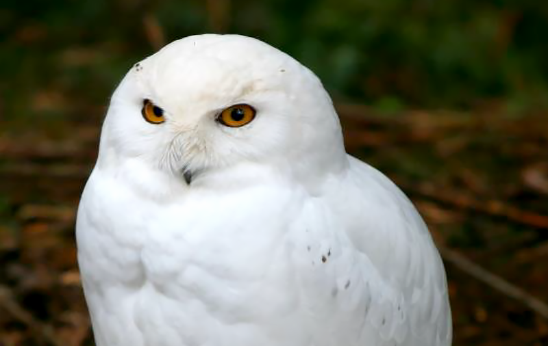Snowy Owl Species Report