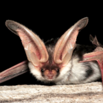 Spotted Bat Species Report
