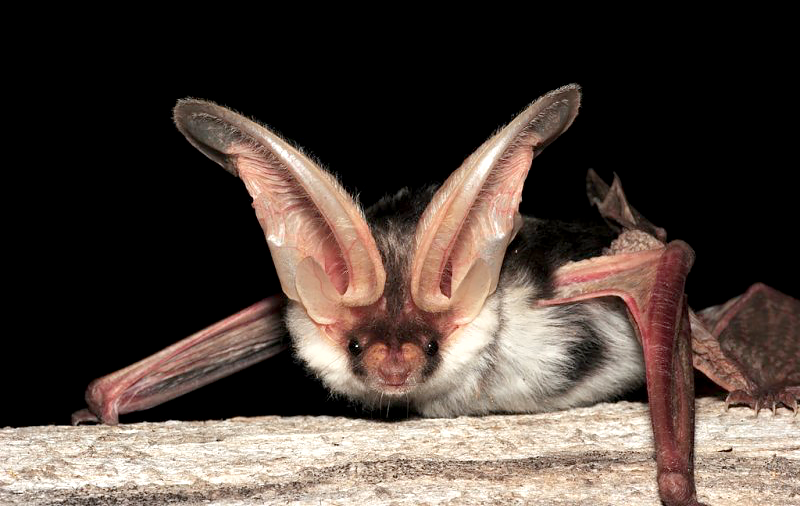 Spotted Bat Species Report