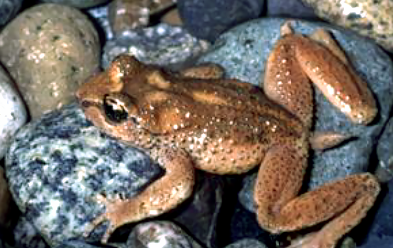 Tailed Frog Species Report