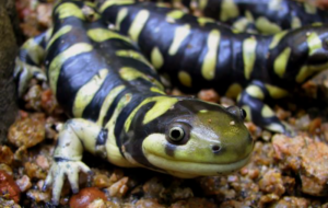 Tiger Salamander Species Report