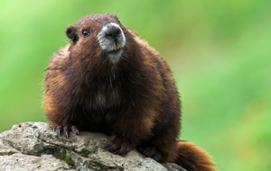 Vancouver Island Marmot Species Report