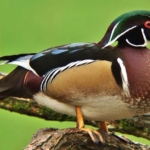 Wood DuckSpecies Report