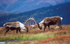 Woodland Caribou Species Report