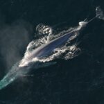 blue whale Species Report