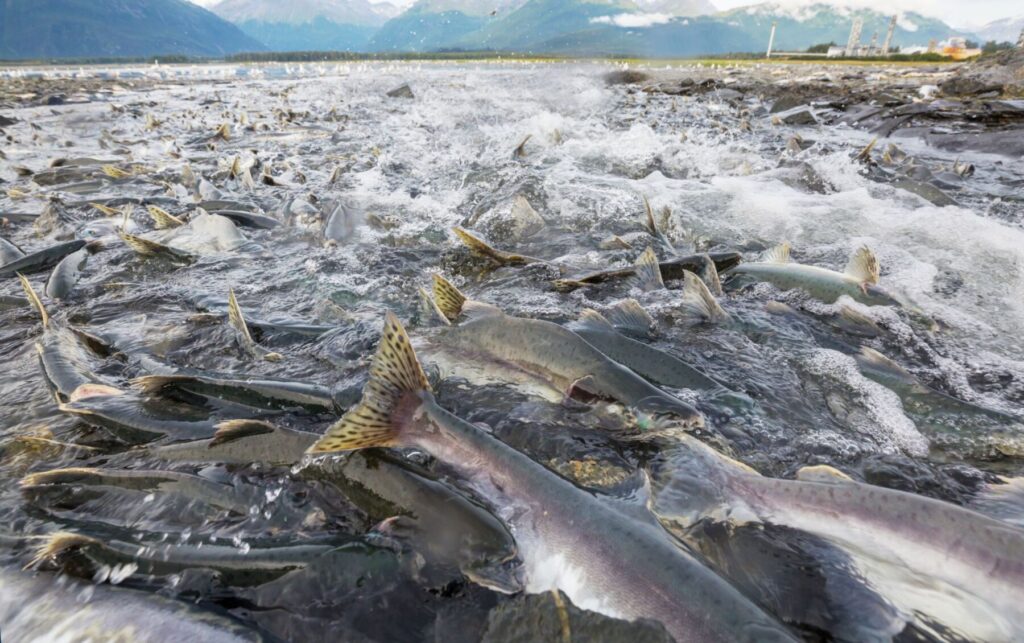 Wild Salmon Spawning